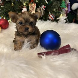 Commit (maroon) - Liver male Yorkshire Terrier puppy in Hardeeville, South Carolina from Pups of the Lowcountry
