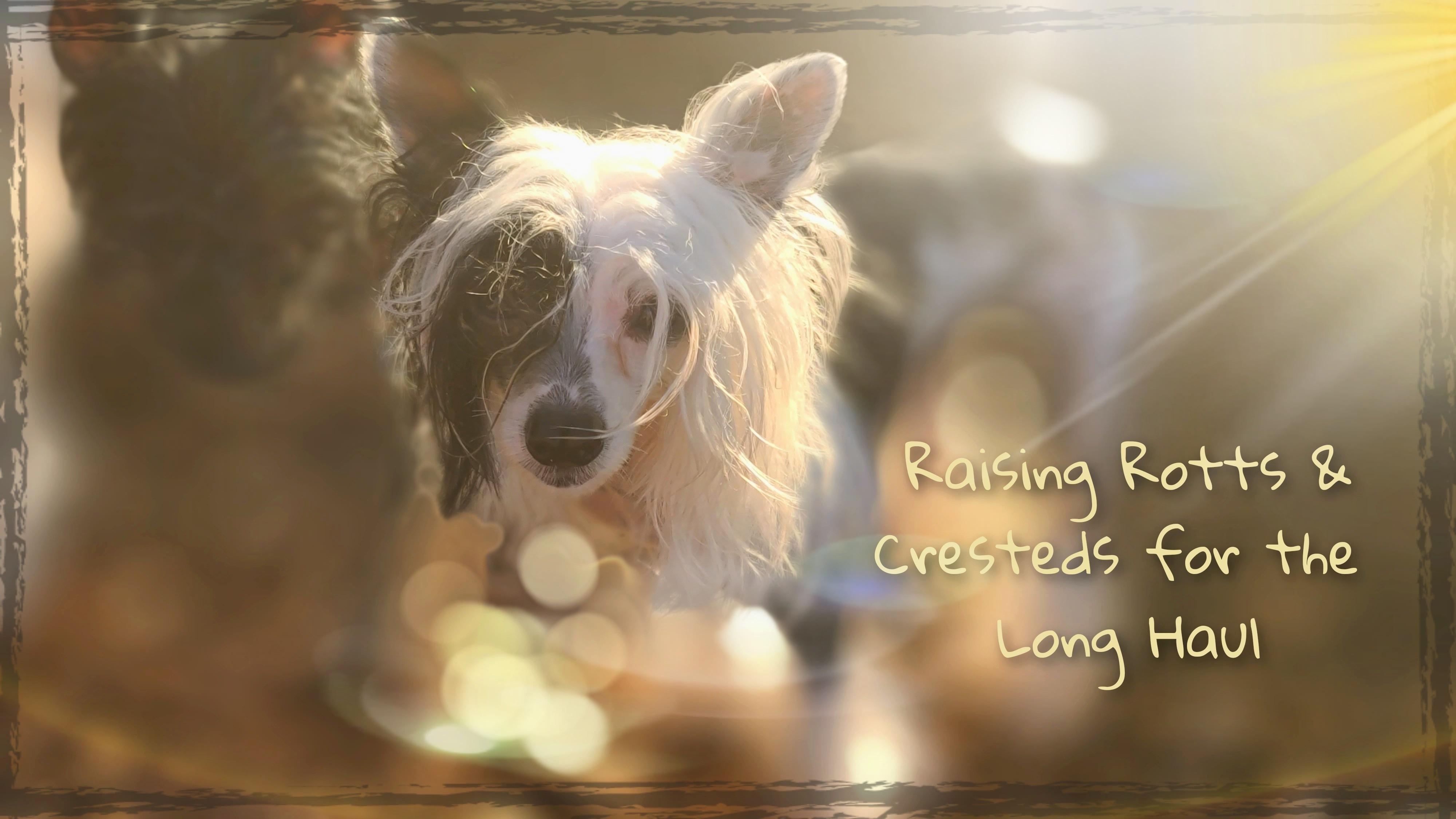 Long Rotts & Long Haul Cresteds in Pennsylvania | Chinese Crested and ...