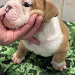 Bulldog Puppies from Bulldog's 4 Brothers