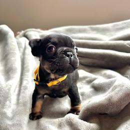 Andy black n tan from OFA'd  parents - Black and tan male French Bulldog puppy in Billings, Montana from Montana Made Frenchies