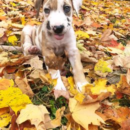 Great Dane Puppies from Kirk’s Dane Farm