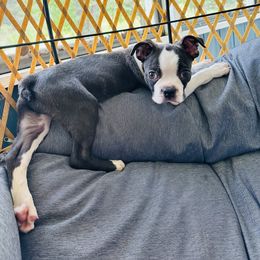 Boston Terrier Puppies from Dixe Hill Dogs