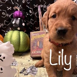 Golden Retriever Puppies from A1 Supreme Kennels