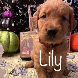 Golden Retriever Puppies from A1 Supreme Kennels