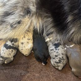 Girl 4 - Black female Pomsky puppy in Sturgis, Kentucky from Furever Pomskies