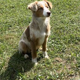 Baby - Red merle female Toy Australian Shepherd puppy in Greensboro, North Carolina from Mike & Josh Mini & Toy Aussies