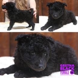 Gretna - Black female Mudi puppy in Gatlinburg, Tennessee from Greenbrier