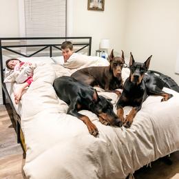 Doberman Pinscher Puppies from Imperium Dobermann Kennel