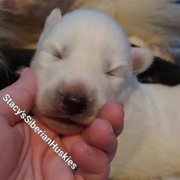 Boylen - White male Siberian Husky puppy in Savannah, Georgia from Stacy's Siberian Huskies