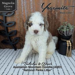Yosemite - Black Collar - male Australian Mountain Doodle puppy in Oxford, Alabama from Magnolia Grove Doodles