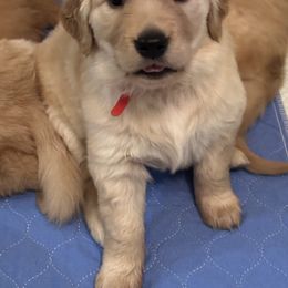 Golden Retriever Puppies from Gail’s Goldens