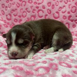 AKC Coconut - Red and white female Siberian Husky puppy in Centreville, Maryland from Huskies By the Bay