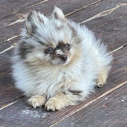 Dachshunds and Pomeranians from Whispering Pine Dachshunds & Pomeranians