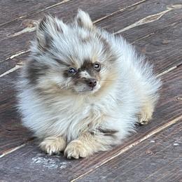 Dachshunds and Pomeranians from Whispering Pine Dachshunds & Pomeranians