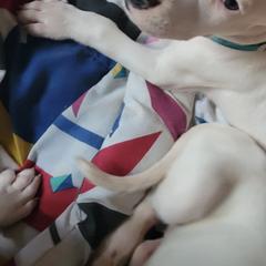 Boy 1 - Dogo Argentino puppy in Pueblo, Colorado from Palace Guard Dogos