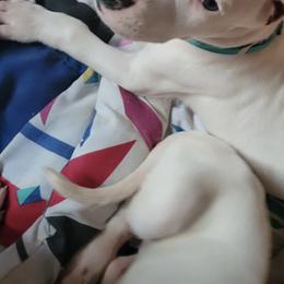 Boy 1 - Dogo Argentino puppy in Pueblo, Colorado from Palace Guard Dogos