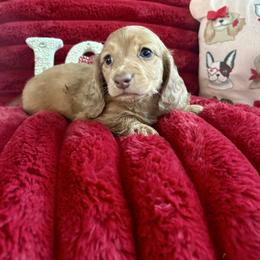Fig - Dapple female Dachshund puppy in Temecula, California from Naomi Magee's Dachshund Kennel