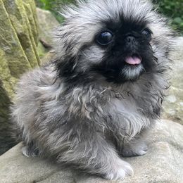 Kayla - Fawn sable Pekingese puppy in Cumming, Georgia from Imperial Pekingese