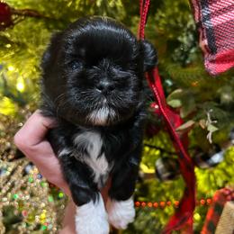 Ruger - Black and white male Shih Tzu puppy in Hickory, North Carolina from PAWSitive Breeders of the Carolinas