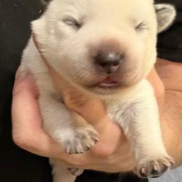 -Girl 3 - Blue female Australian Cattle Dog puppy in Kaufman, Texas from Emberwick Ranch
