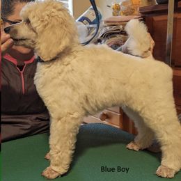 Poodle Puppies from LaTerra Cove Poodles