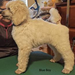 Poodle Puppies from LaTerra Cove Poodles