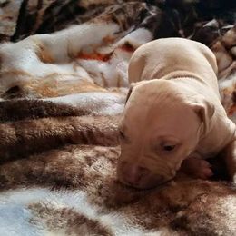 American Pit Bull Terrier Puppies from Kaotic APBTs