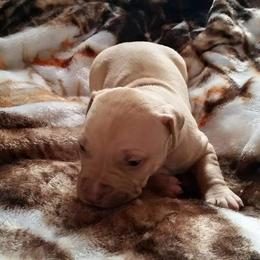 American Pit Bull Terrier Puppies from Kaotic APBTs