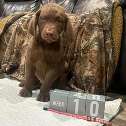 Pink Dot - Brown male Chesapeake Bay Retriever puppy in Wisconsin Dells, Wisconsin from Kilbourn Chesapeakes