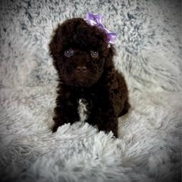 Tiny Elliot - Brown male Poodle puppy in Newcomerstown, Ohio from Sheri’s Lil Angel’s