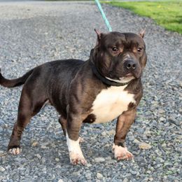 Bunnie - American Bully