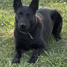 Sami - German Shepherd