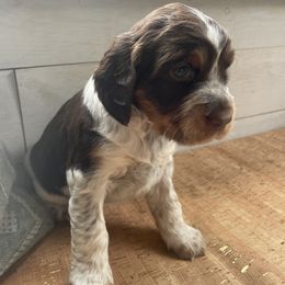 Madeline Marie - Liver white and tan English Springer Spaniel puppy in Park Rapids, Minnesota from Lakeside Summit Springers