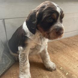 Madeline Marie - Liver white and tan English Springer Spaniel puppy in Park Rapids, Minnesota from Lakeside Summit Springers