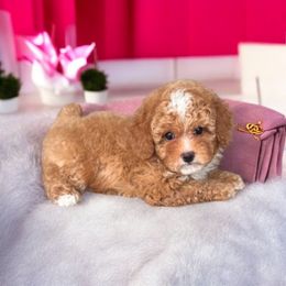 Cardi - Red  female Poodle puppy in Davie, Florida from Dave Poodles