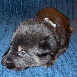 White Collar...Grey Collar - Bi-color male German Shepherd puppy in Davenport, Florida from Pray Love Shepherd Kennels