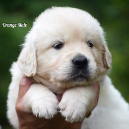 Gelato - Light golden male Golden Retriever puppy in Hagerstown, Maryland from Pinewood Acres Goldens