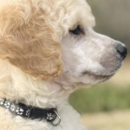 Miss Black Collar-Lucy - Cream female Poodle puppy in Screven, Georgia from Dreamland Standard Poodles