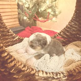 Gertrude - Blue merle female Bernedoodle puppy in Tulsa, Oklahoma from Magnolia Blossom Bernedoodles