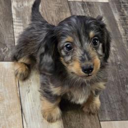 Jupiter 4,650 - Dapple male Dachshund puppy in Tonopah, Arizona from Desert Diamond Dachshunds