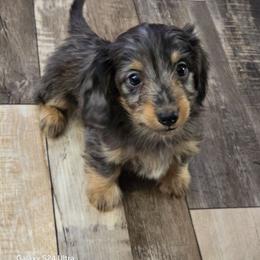 Jupiter 4,650 - Dapple male Dachshund puppy in Tonopah, Arizona from Desert Diamond Dachshunds