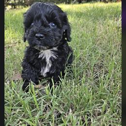 Cavapoo, Cockapoo, Goldendoodle, and Maltipoo Puppies from Perdue Puppies