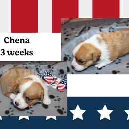 Chena - Fawn and white female American Corgi puppy in Sedro Woolley, Washington from Patriot Corgis