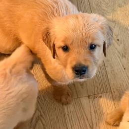 AKC girl 5 - Golden female Golden Retriever puppy in Joshua, Texas from 3 Gun Retrievers