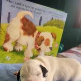 Archer - White and black male Dalmatian puppy in Grant, Michigan from Savannah Woltanski