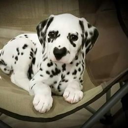 Dalmatian Puppies from Paisley
