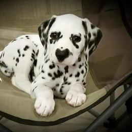 Dalmatian Puppies from Paisley