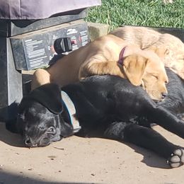 Aunt Bea - Labrador Retriever