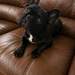 French Bulldog puppies from Woodpecker Ridge Pups