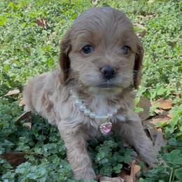 Elsa - Red roan female Cockapoo puppy in Williamston, South Carolina from Sassy Bob’s Dogs